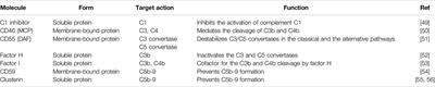 Complement, Coagulation, and Fibrinolysis: The Role of the Endothelium and Its Glycocalyx Layer in Xenotransplantation